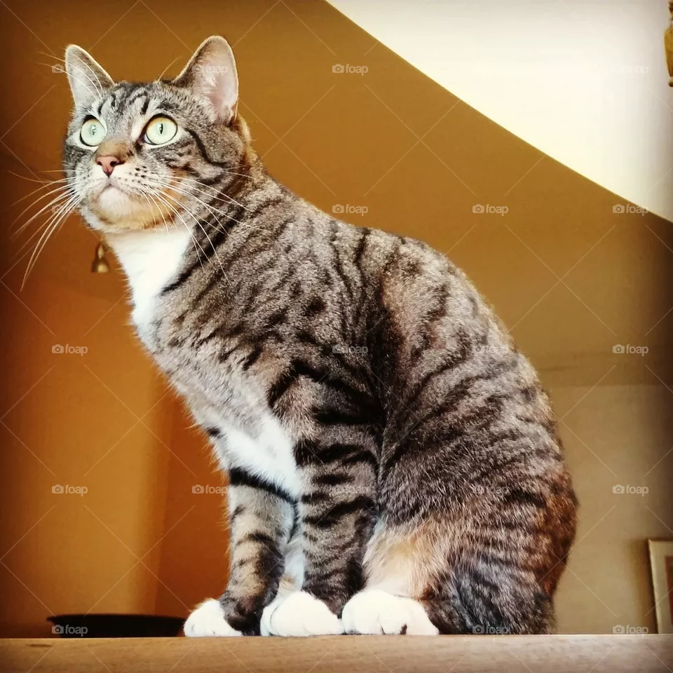 Mitzi