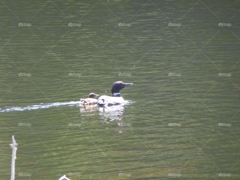 Loon and baby swimming on lake.