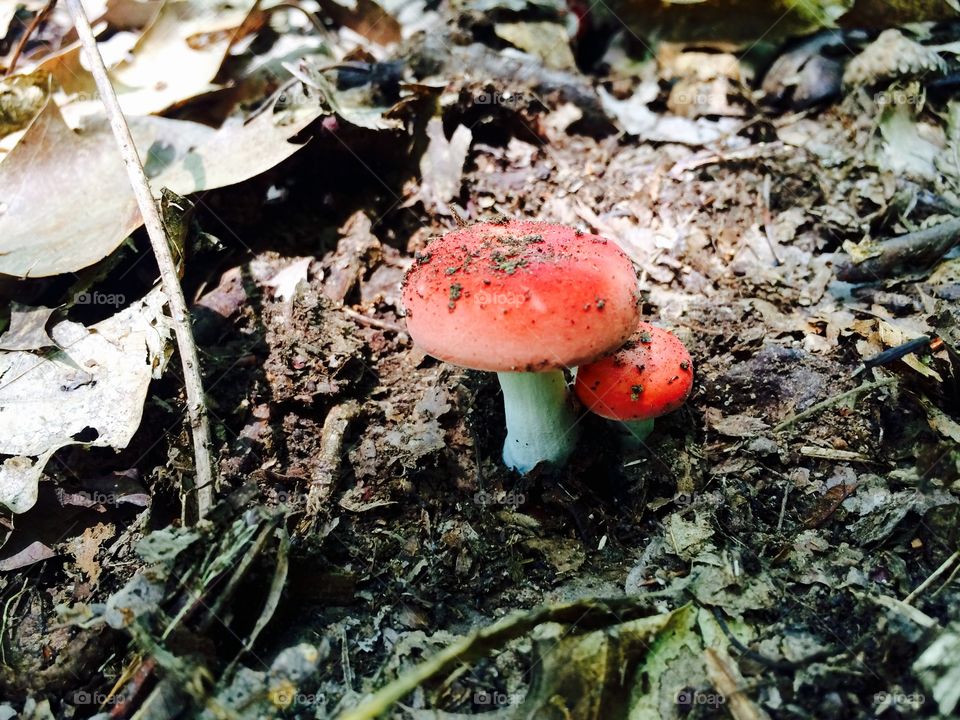 Cute little red mushrooms