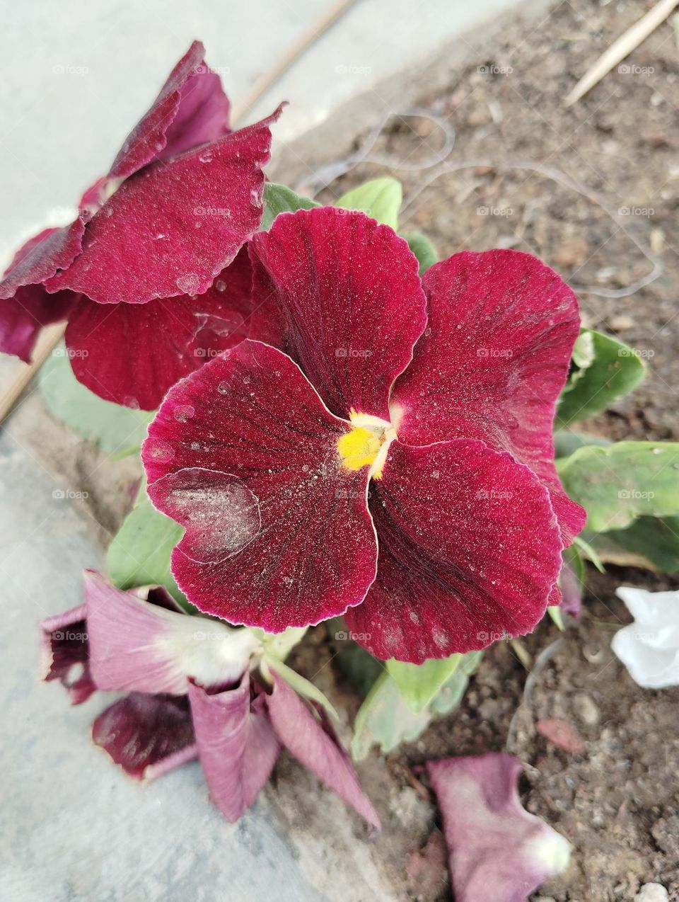 red flower seasonal fresh shurb small size looks very beautiful generally found everywhere