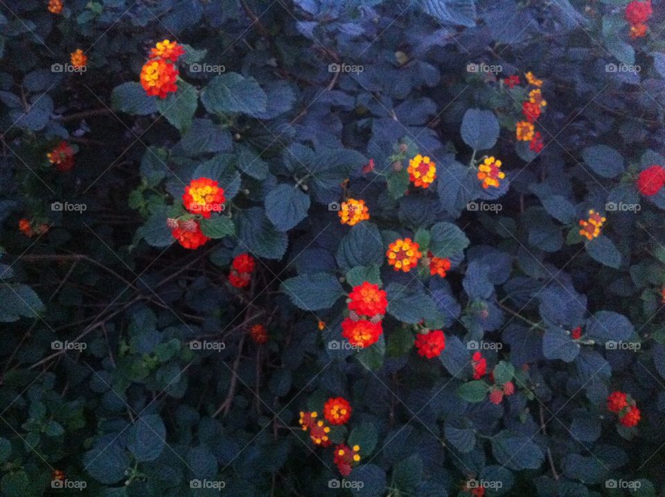 Orange flowers 