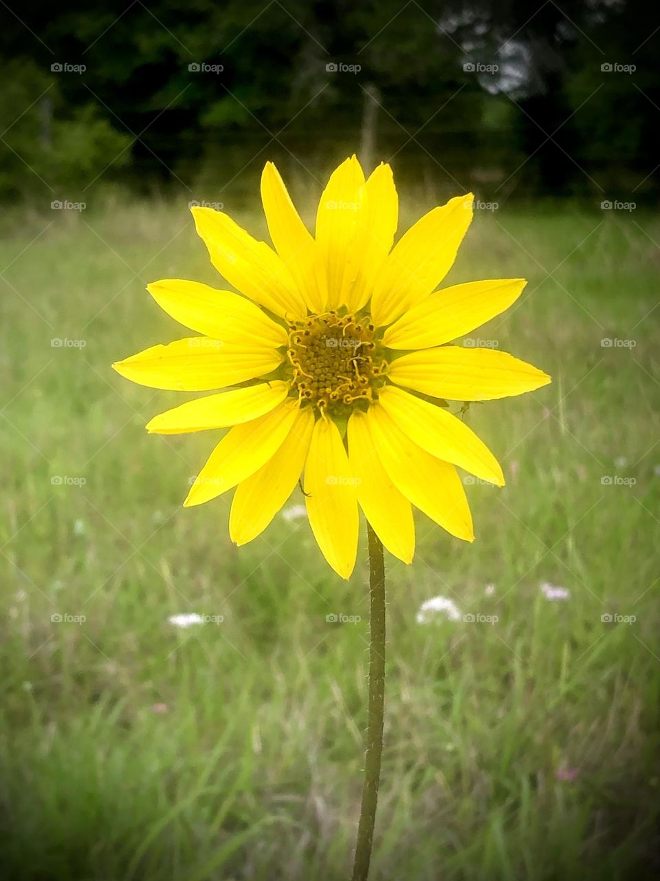 One lonely wild daisy growing on the side of the highway here in Texas- had to pull over!