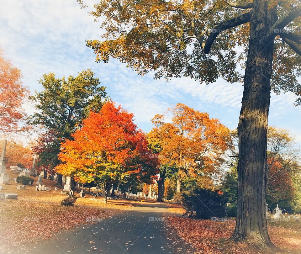 Mountain Grove Cemetery 