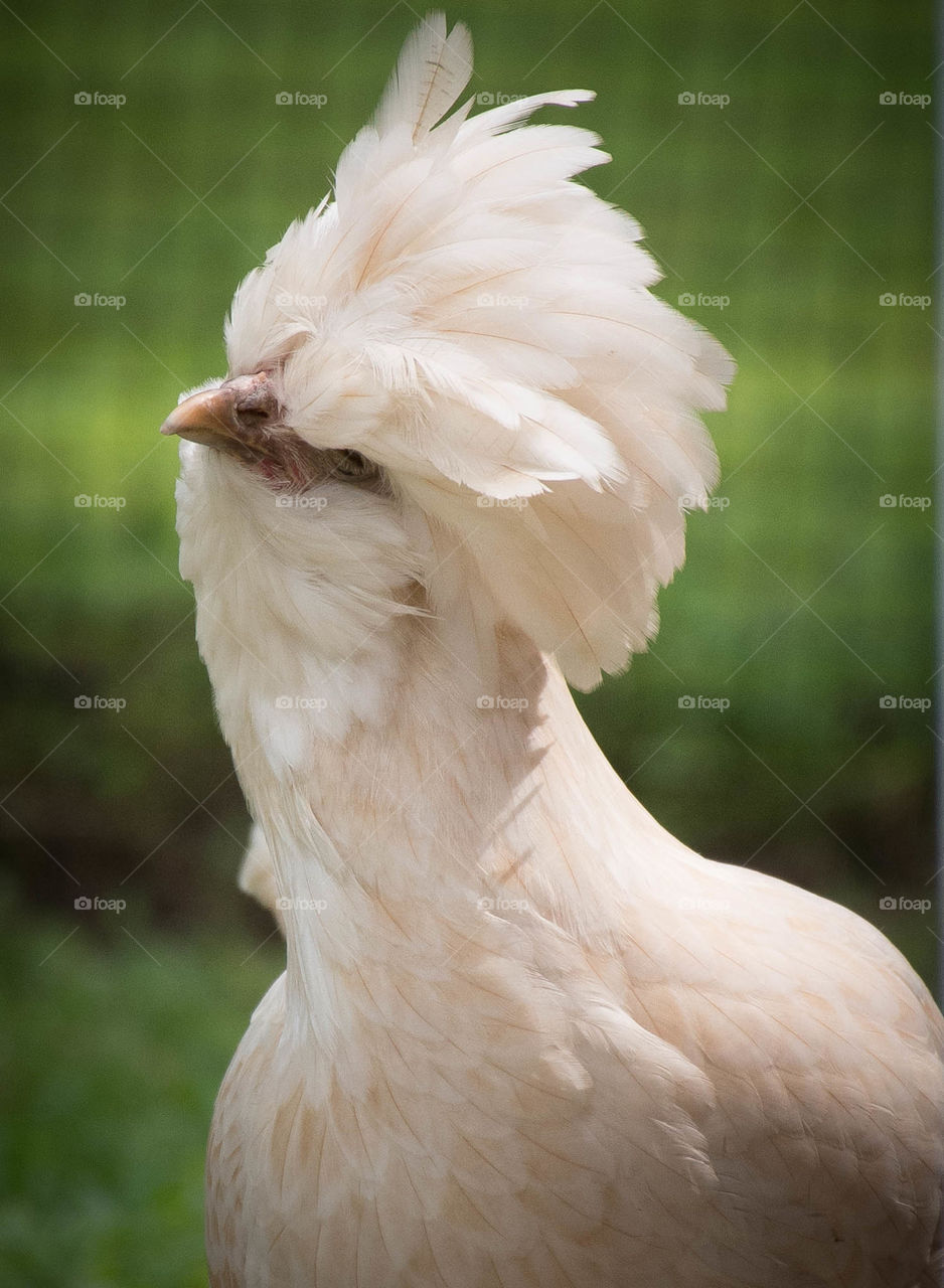 Confused Chicken
