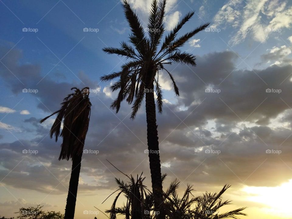 Palm trees and beautiful sunset.