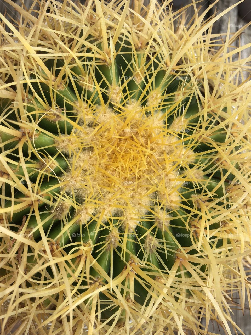 Top of a prickly cactus