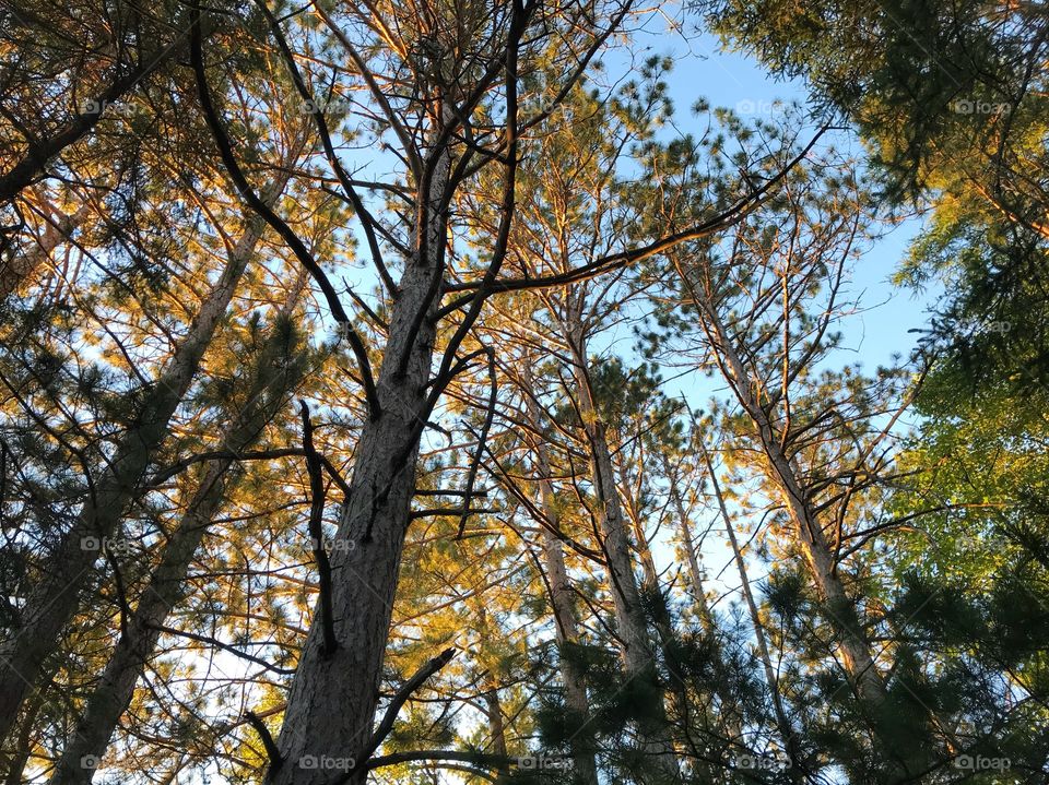 Golden hour in the tall pines.