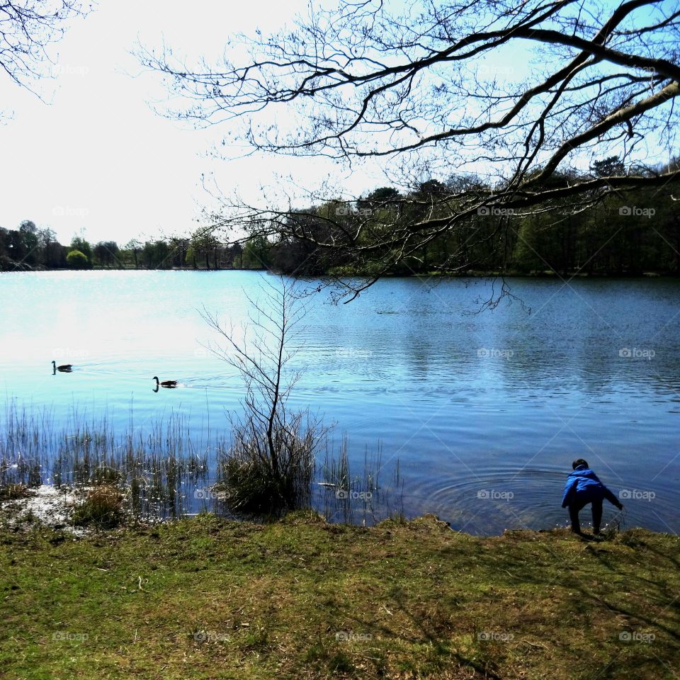 lake. lake in Wollaton Park