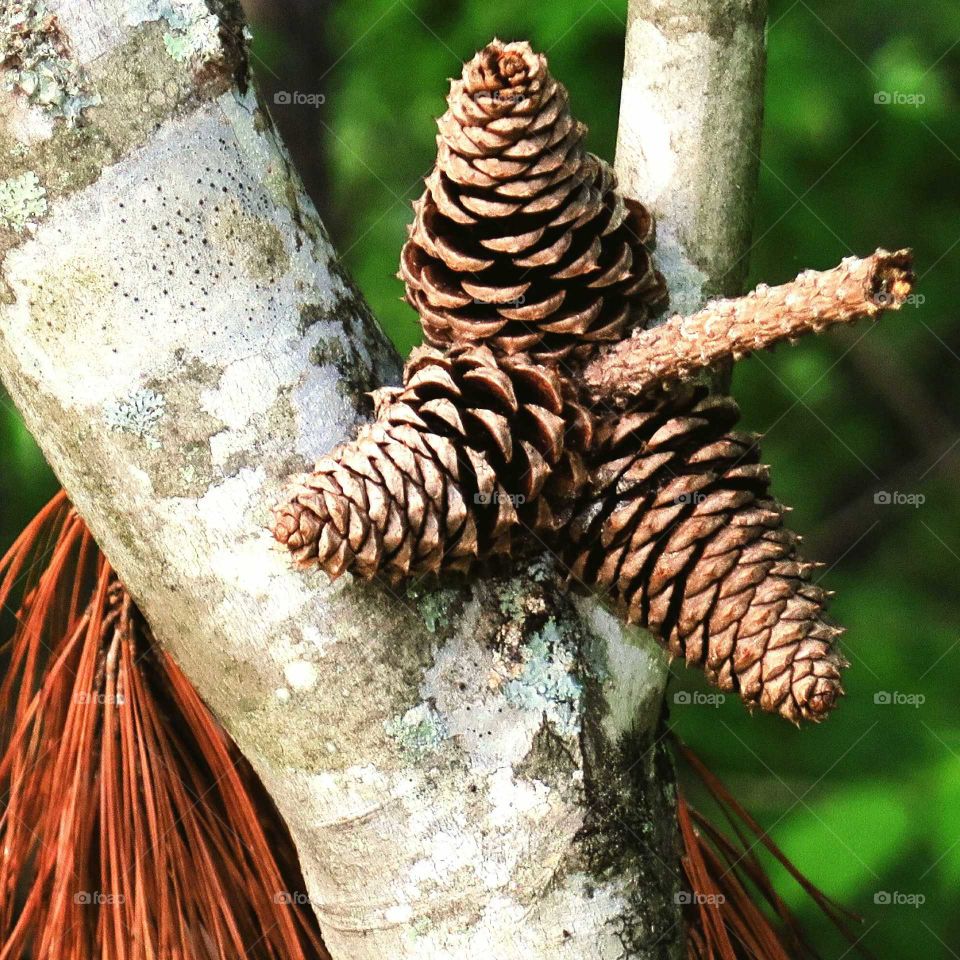 3 pine cones