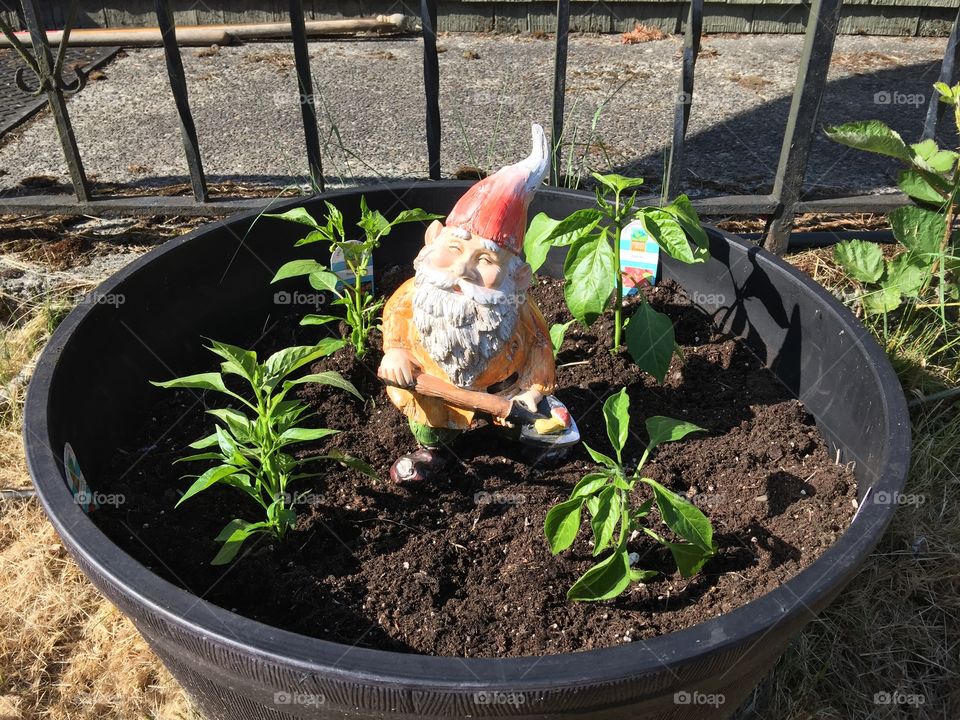 The gnome knows. Garden gnome protecting the hot peppers