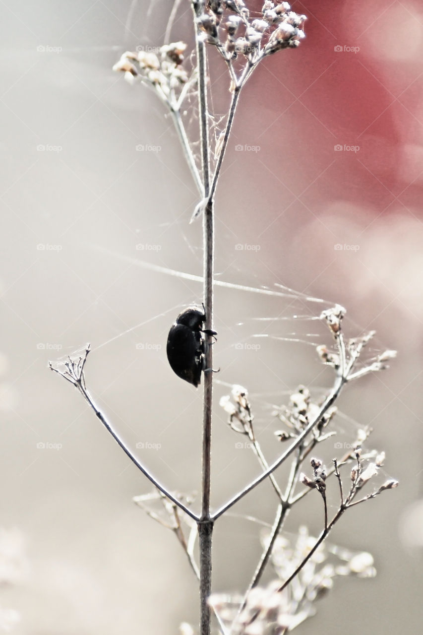 Beetle climbs up plants