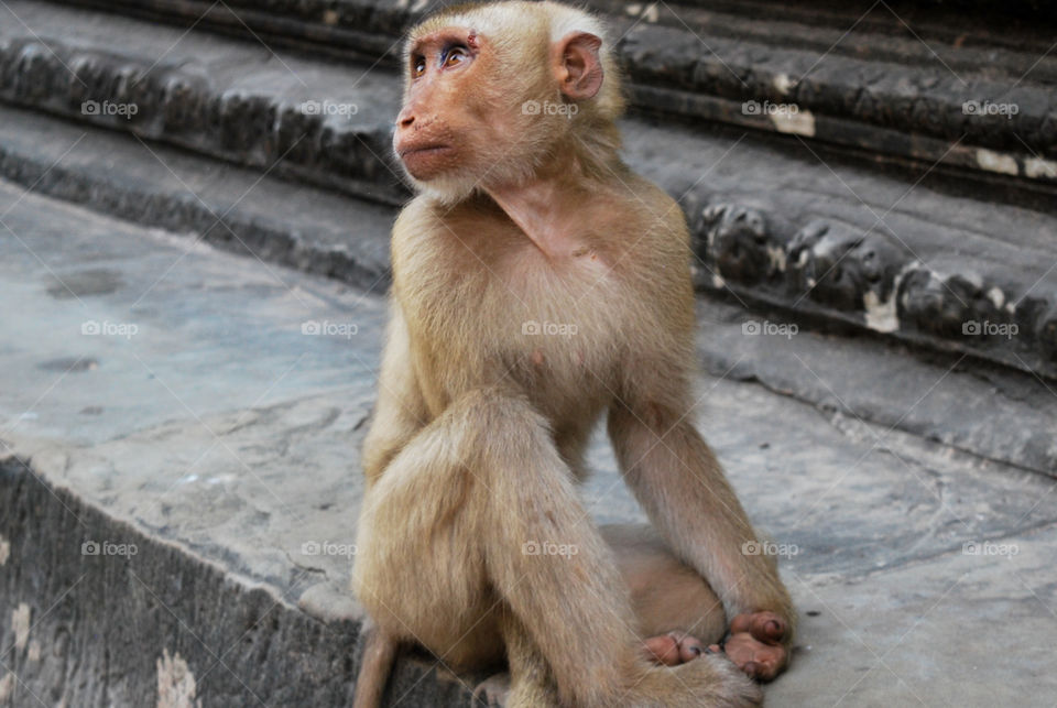 A monkey at Angkor Wat, in Cambodia.