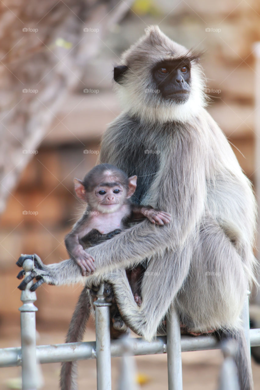 Sit on cute monkey baby