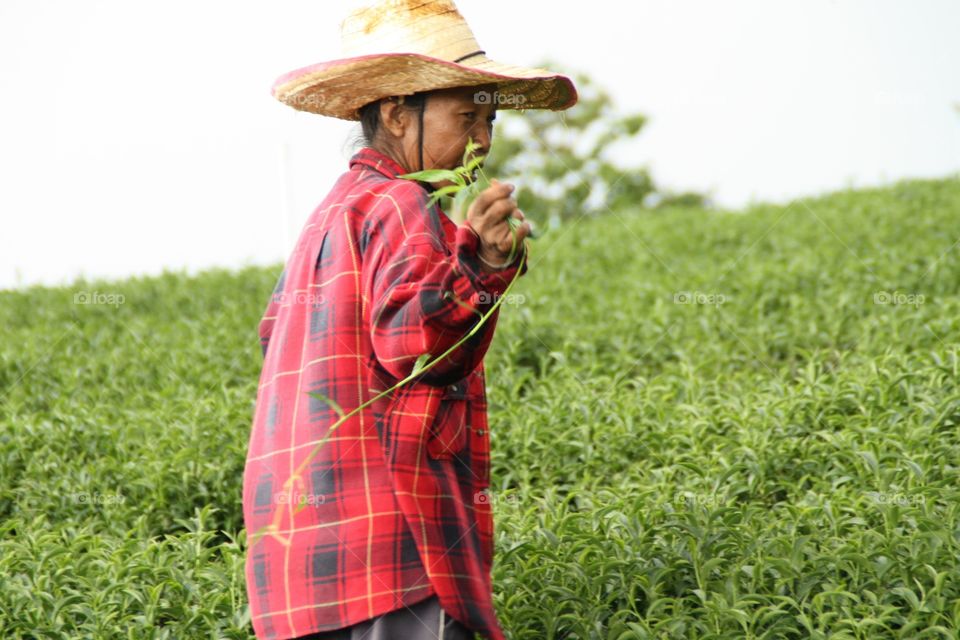Tea plantation. Woman working in a tea plantation
