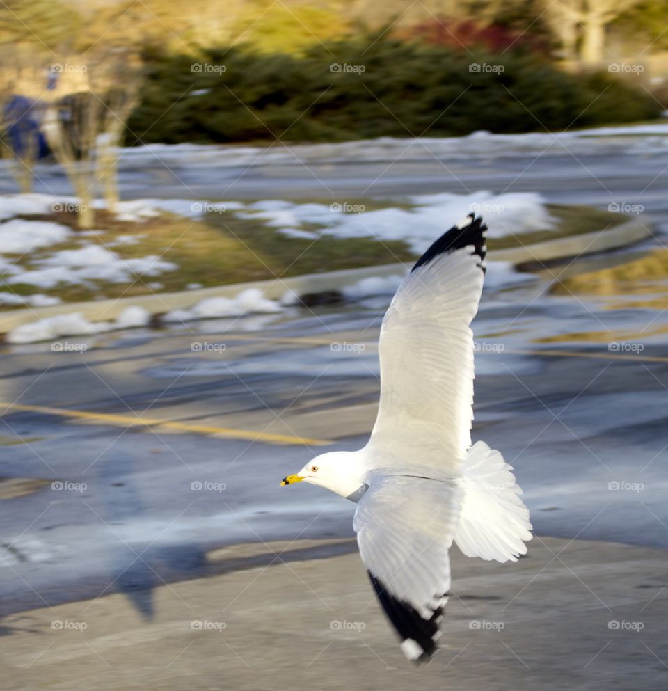 Close-up of flying seagull