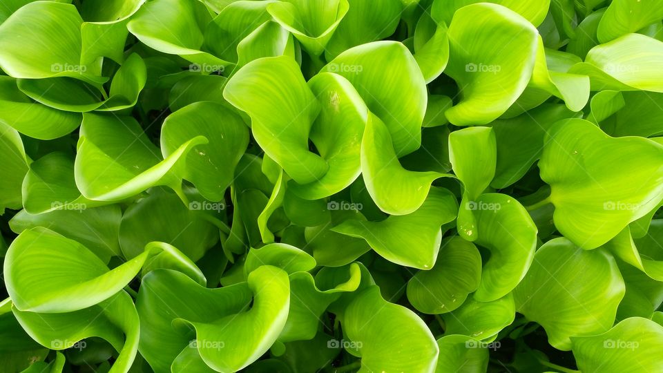 water Lily on the dam.