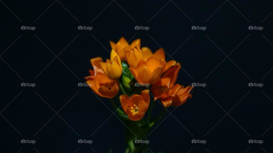 Black and Orange flower