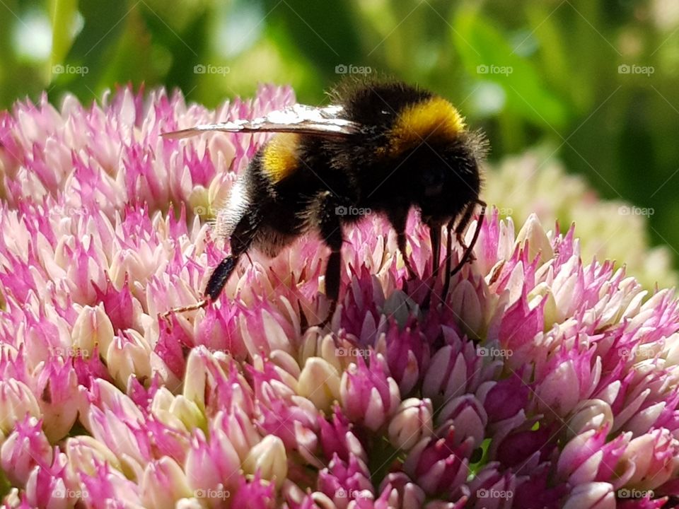 Bumblebee on flower