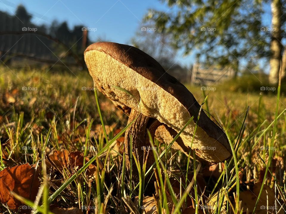 A close up of a toadstool 