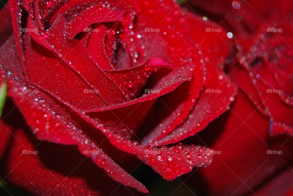 Macro photo of a rose with droplets of water 