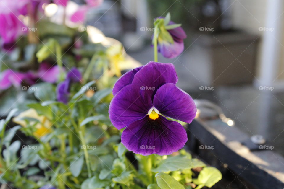 purple, yellow &  White