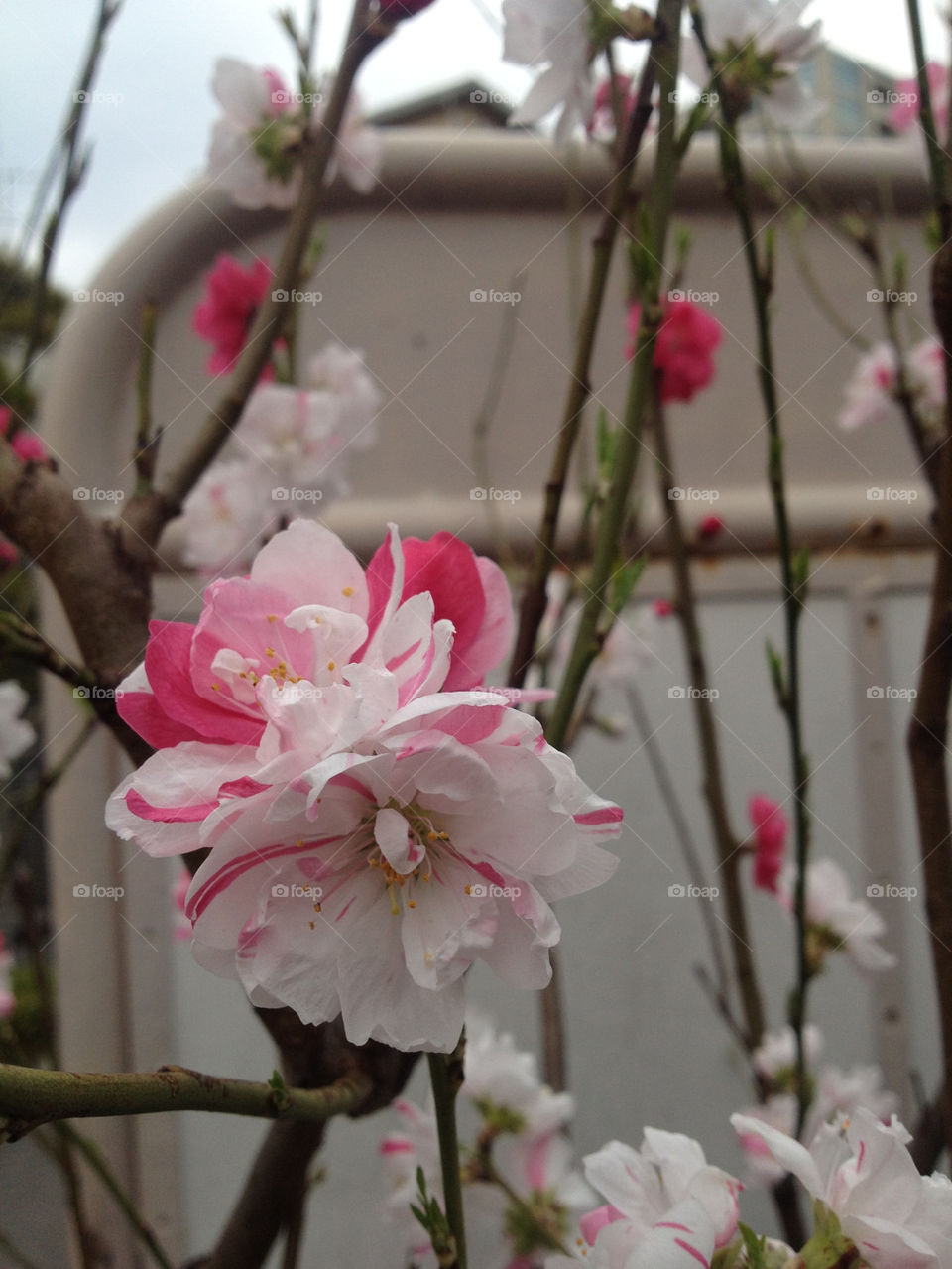 Cherry blossom!!