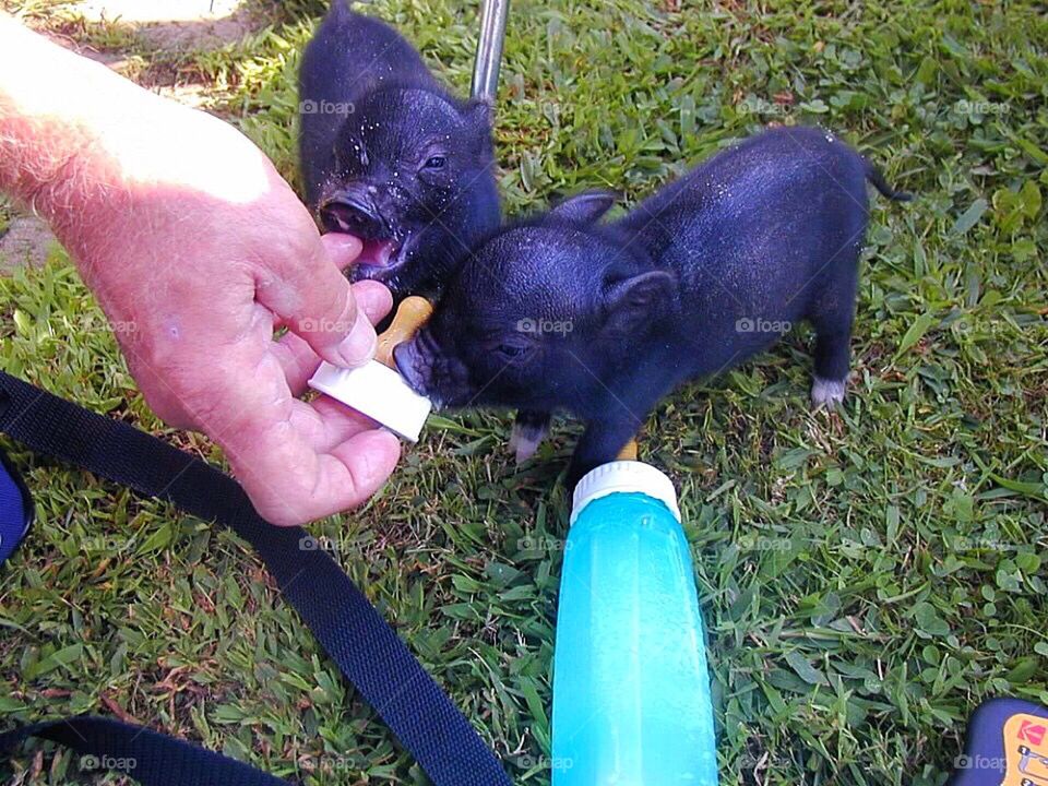 Tiny baby potbelly pigs trying to drink from a bottle. 