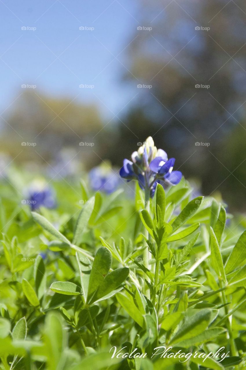 Bluebonnets 