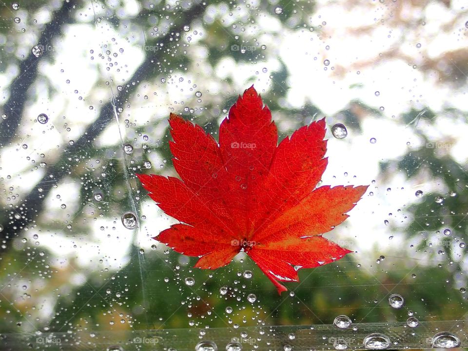 Maple leaf in the rain