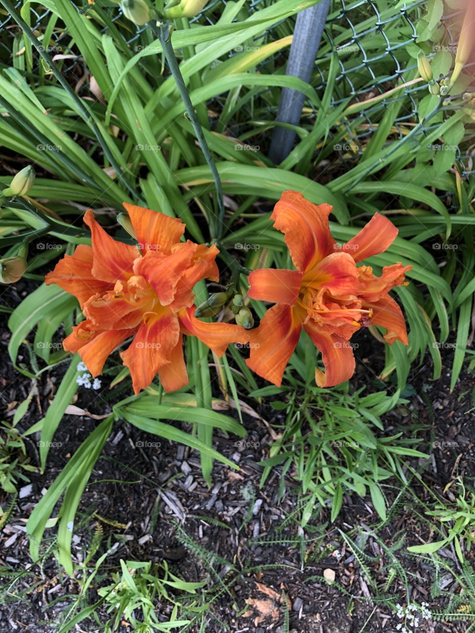 Day Lilies - Cape Cod, MA