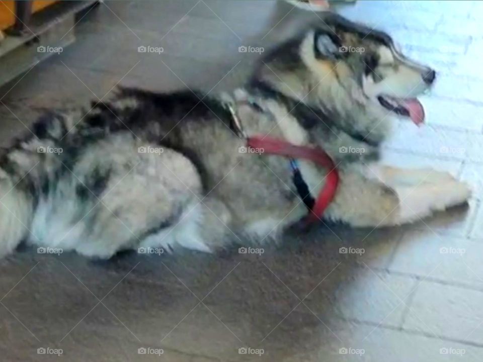 Pet Dog || Alaskan Malamute, sled dog developed by the Malemiut people of Alaska, from whom it takes its name. The Alaskan Malamute is a strongly built dog, with a broad head, erect ears, and a plumelike tail carried over its back.