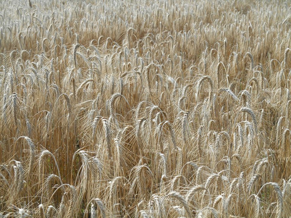 Wheat, Cereal, Bread, Rural, Straw