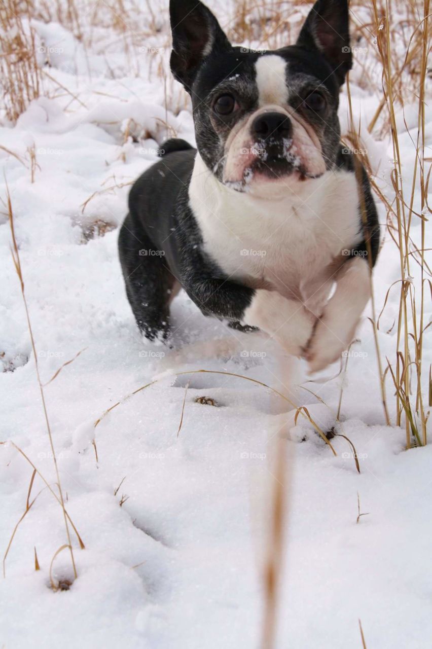 Playing in the snow