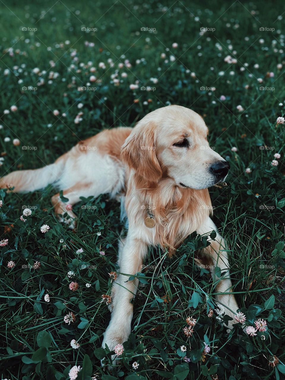 Dogs, often hailed as humans’ best friends, have been the topic of many scientific studies looking into how they might boost our well-being. In this Spotlight, we’ll explain how your friendly pup can benefit your health across the board.