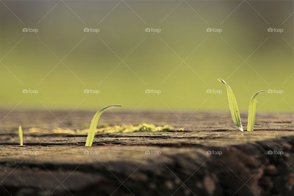gras growing makro closeup green