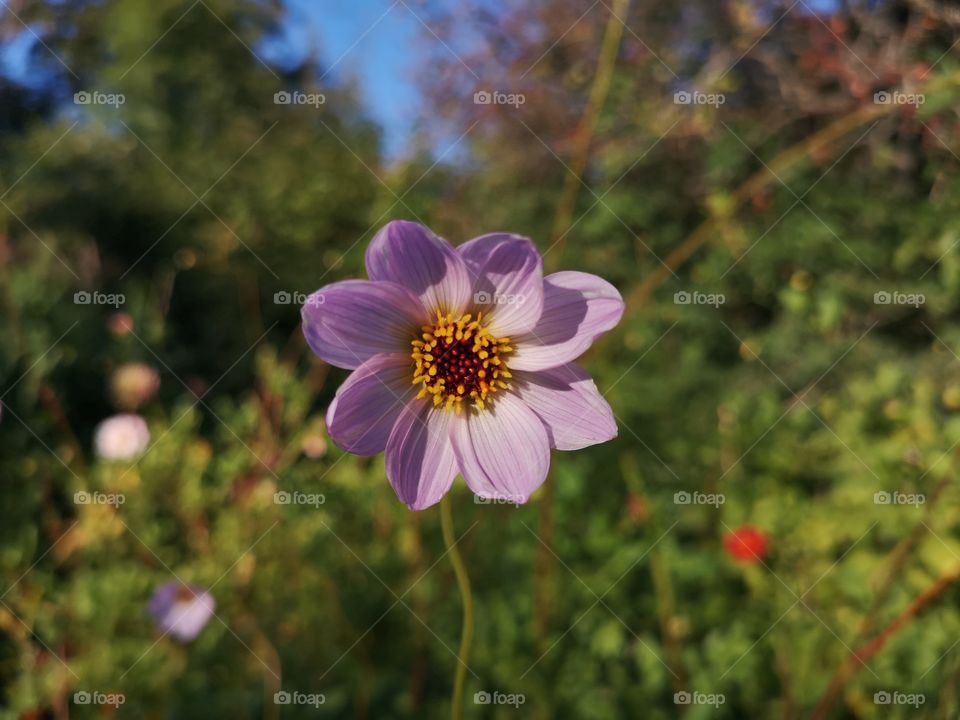 The beautiful flower spread its petals and stands so firmly as if it knows I am photographing it😉