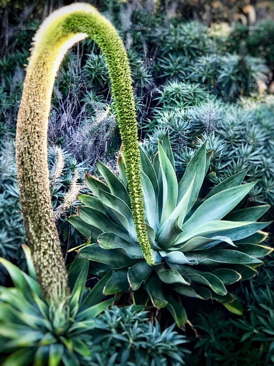 Incredible Giant Succulent in Bloom. Lovely Canvas Art Horticulture .