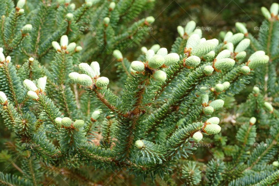 Abies kawakamii, penaceae pinus tree