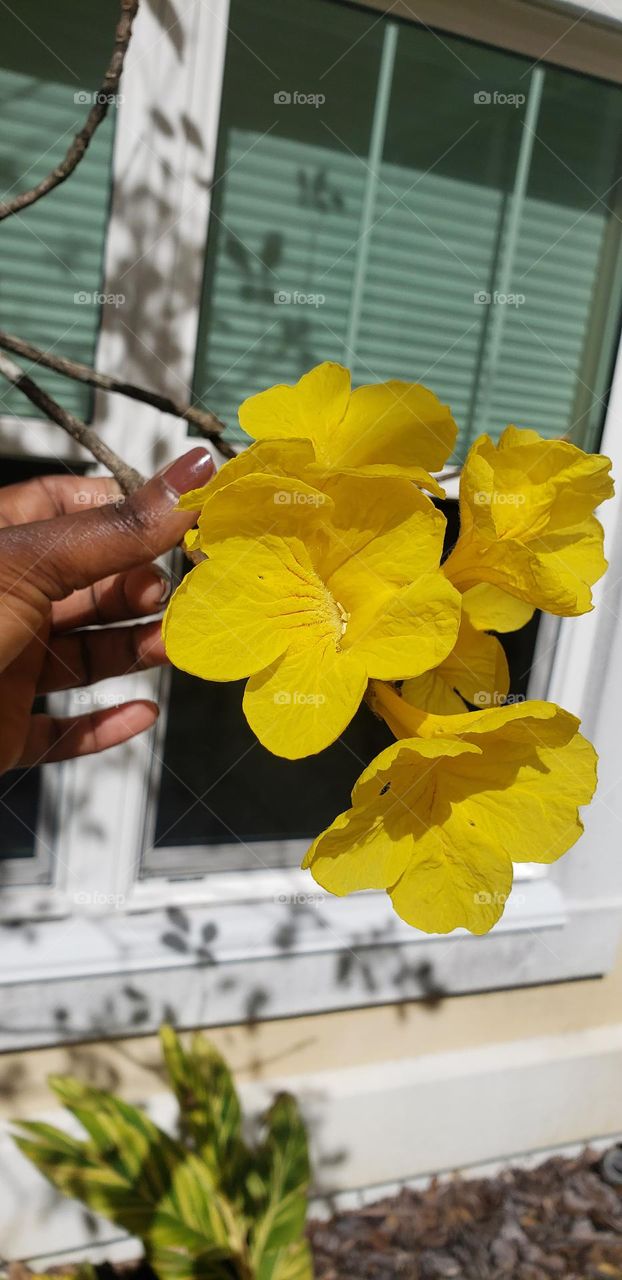 Spring flowers 💐 😍