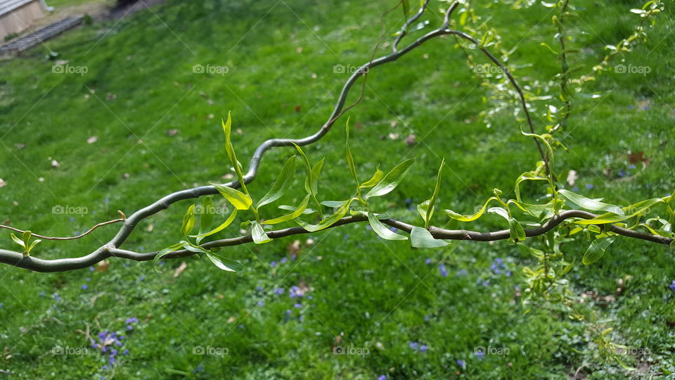 curly leaves on a curly branch