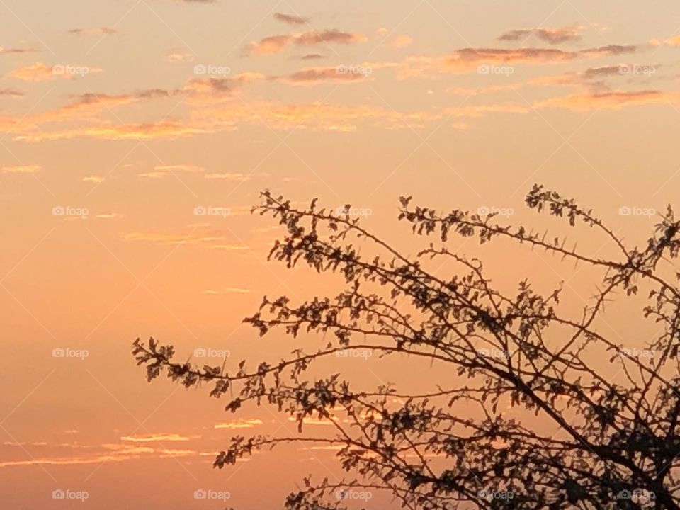 Beautiful sunset trough the branches 