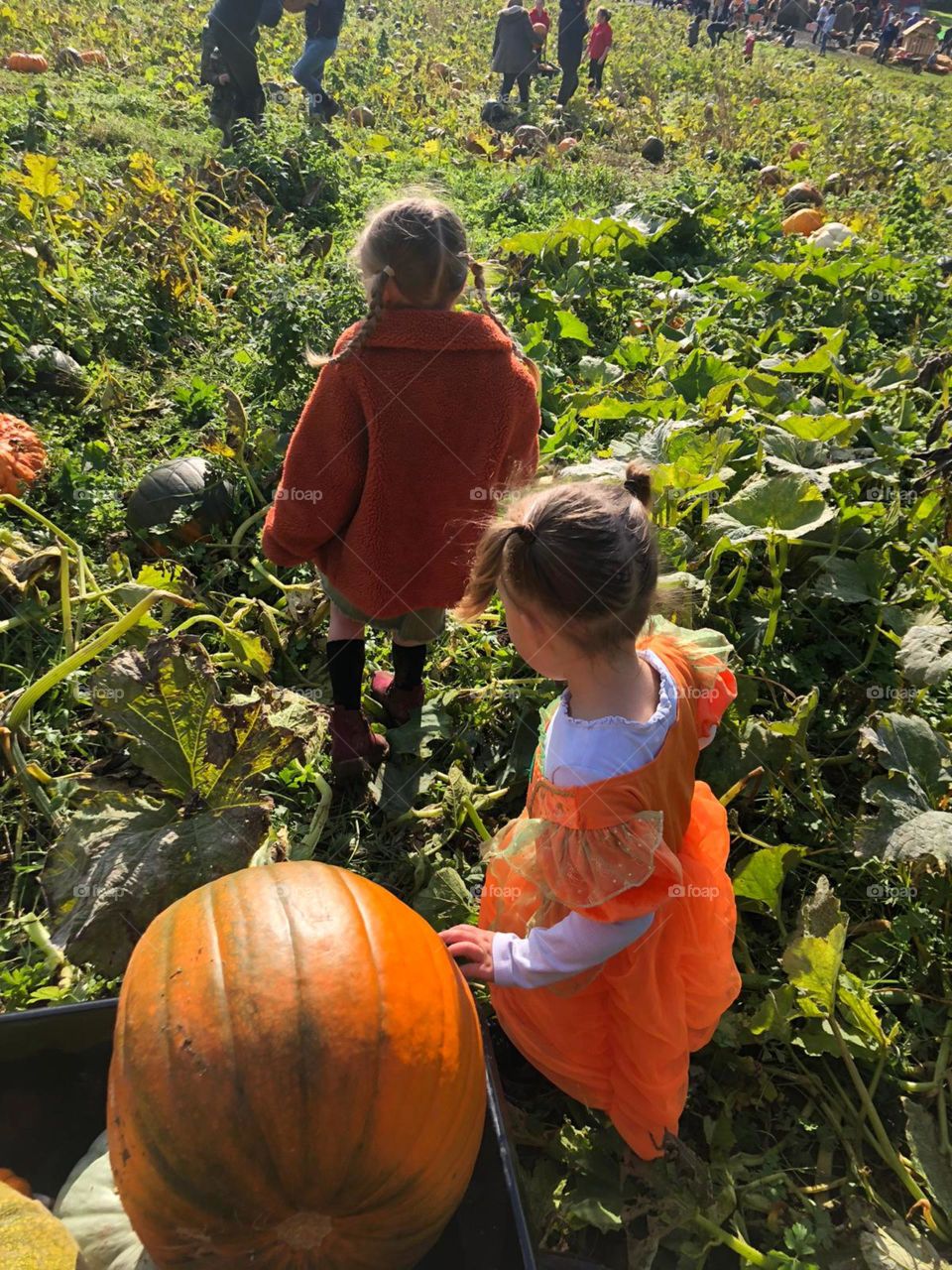 Little girls enjoying pumpkin picking 