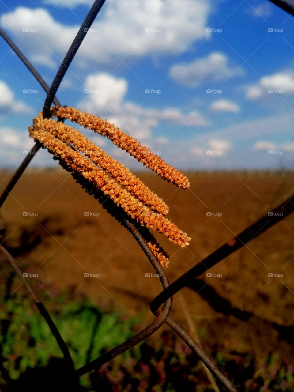 Wire fence