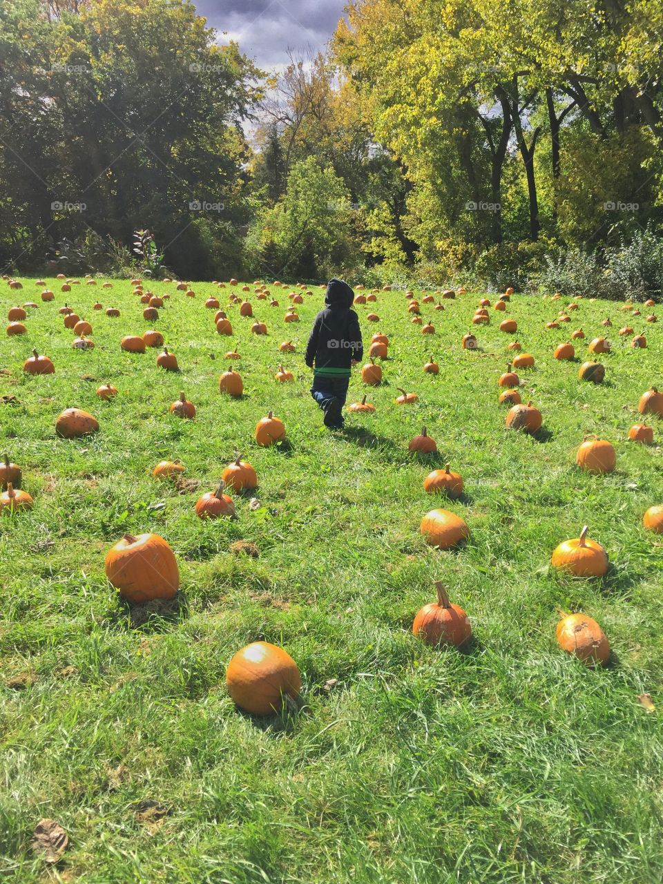 Mason finding a pumpkin . Day at the farm trying to find the perfect pumpkin