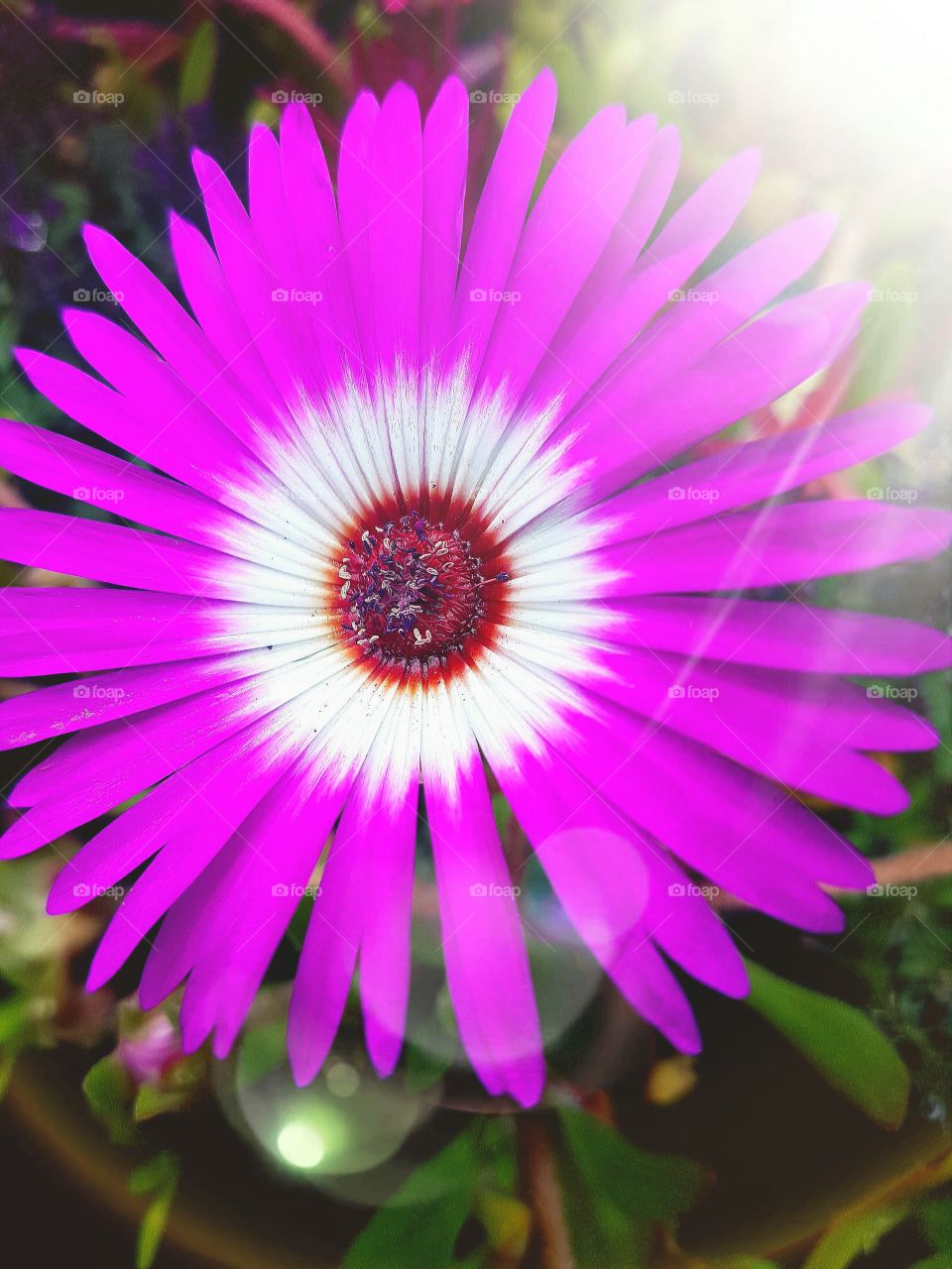 purple and white flower