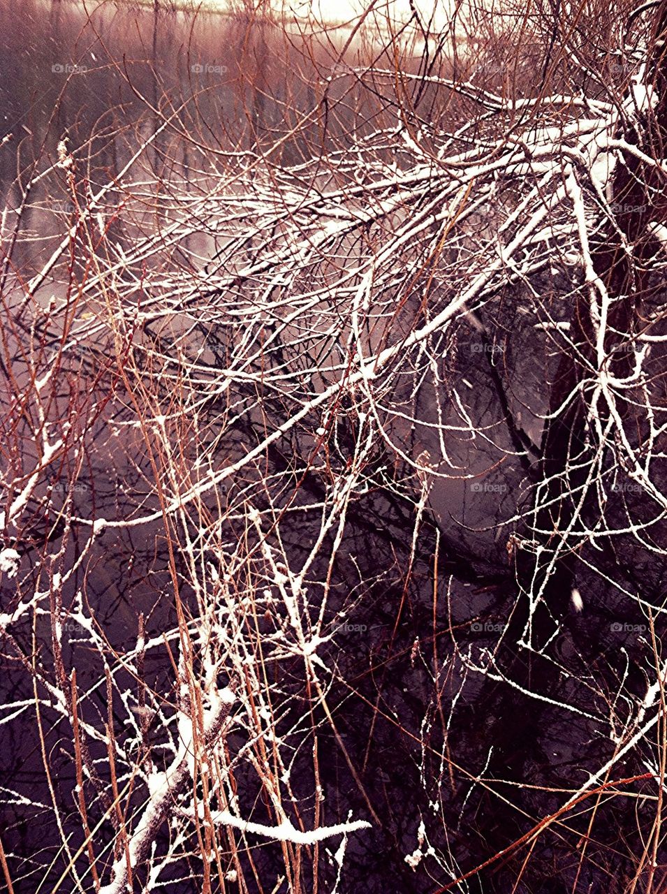 Snowy Branches