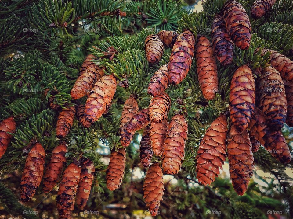 Close-up of pine cone on tree