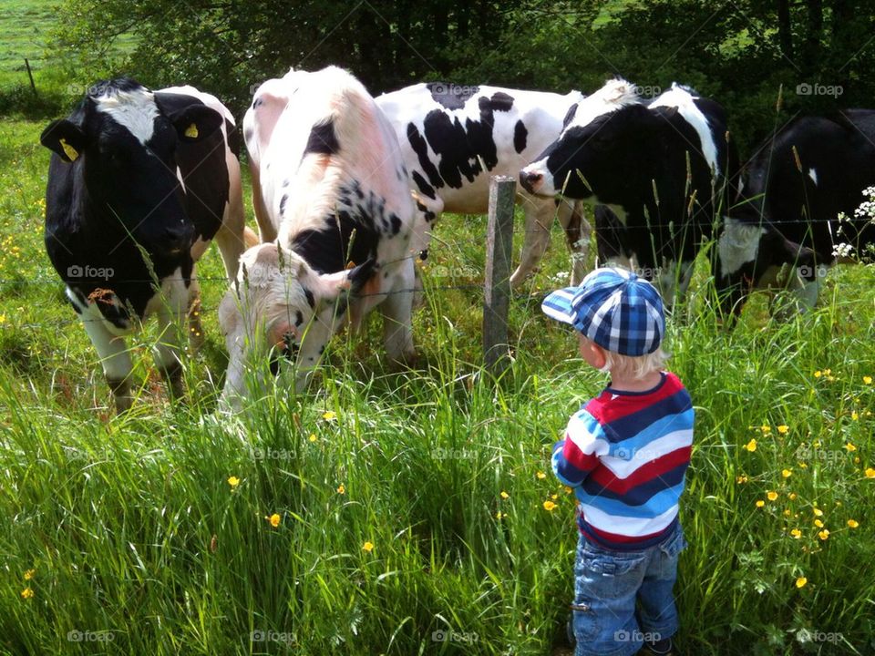 Feeding the cows