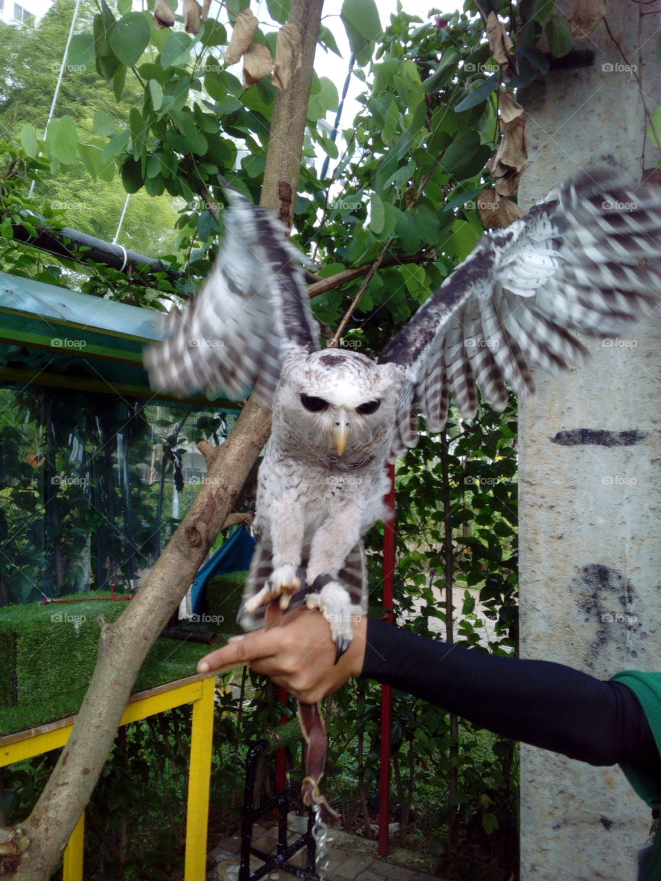 Owl flapping wings