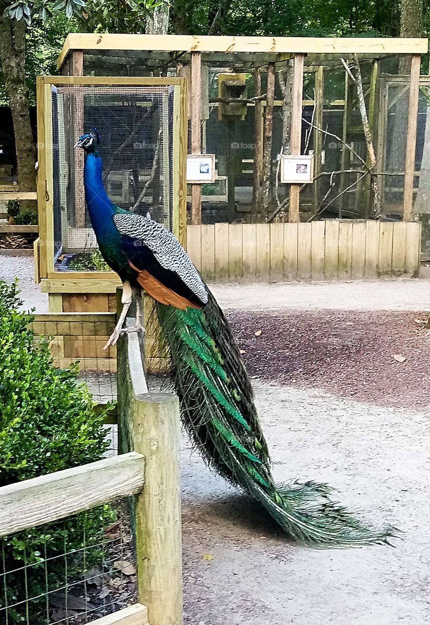 a male peacock standing on a fence with his tail trailing down to the ground